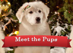 Meet the Pups